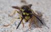 Vespula sp.